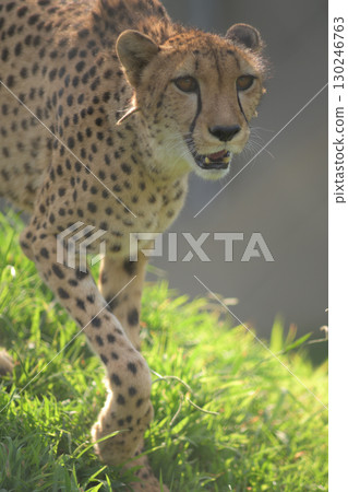 A cheetah approaches in search of a meal 130246763
