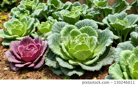 Cabbage 130246811