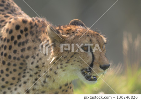 A cheetah walking around before eating 130246826
