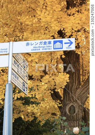 Yokohama Minato Mirai Ginkgo Tree Line 130247008