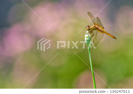 一隻雌性猩紅蜻蜓停在河岸上盛開的花蕾上 130247011