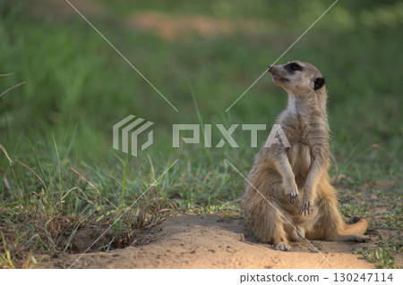 Meerkat hates the crow sitting next to his hole Meerkat hates the crow sitting next to his hole 130247114