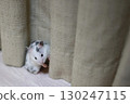 Golden hamster (Dalmatian) trying to hide 130247115