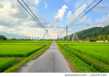 [Evening view] Farm road, rice fields and summer sky [Omachi City] 130247144