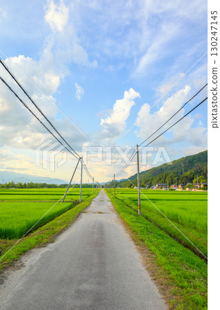 [Evening view] Farm road, rice fields and summer sky [Omachi City] 130247145