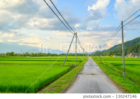 [Evening view] Farm road, rice fields and summer sky [Omachi City] 130247146