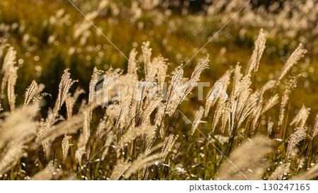 The autumn sunny shin Suki The autumn sunny shin Suki 130247165