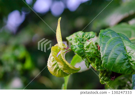 Cherry Leaf Curl Disease Caused by Taphrina wiesneri 130247333