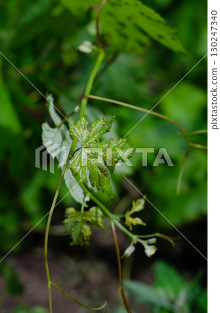 Grape Leaf Disease Caused by Daktulosphaira vitifoliae 130247340