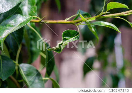 Pear Leaf Curl Disease Caused by Taphrina deformans 130247343