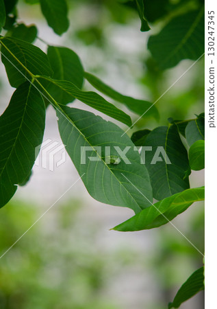 Walnut Leaf Disease Caused by Acythosiphon pisum Walnut Leaf Disease Caused by Acythosiphon pisum 130247345