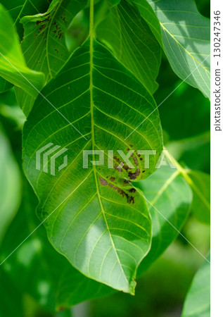 Walnut Leaf Disease Caused by Acythosiphon pisum Walnut Leaf Disease Caused by Acythosiphon pisum 130247346