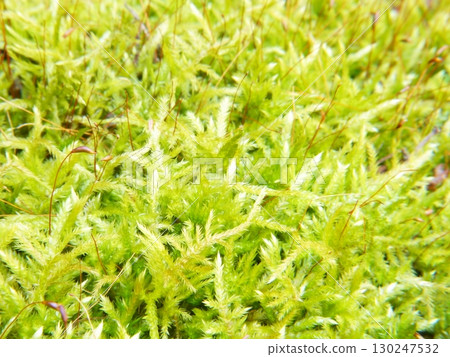 Moss in the forest Moss in the forest 130247532