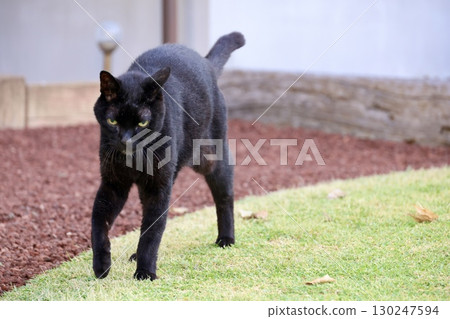 走貓 走貓 130247594