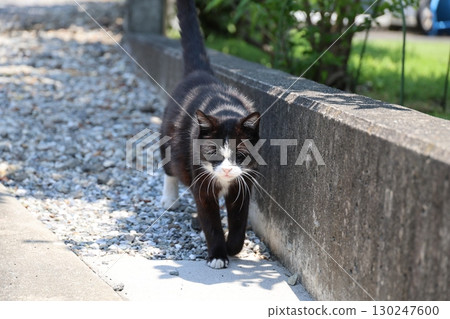 Walking Hachiwari cat 130247600