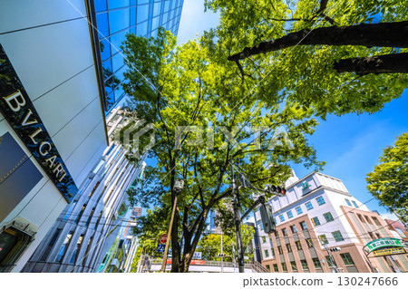 Tokyo cityscape in Japan, overlooking the lush greenery of Omotesando, Tokyo 130247666