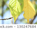 Each step marks the passage of the seasons. The individuality of the leaves as they change color with each step. 130247684