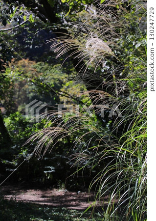日本芒草生長的風景照片 日本芒草生長的風景照片 130247729
