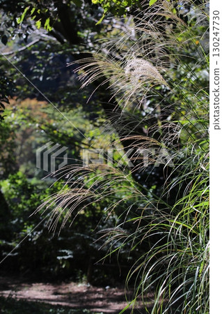 A photo of a landscape with Japanese pampas grass growing A photo of a landscape with Japanese pampas grass growing 130247730
