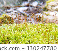 森林中的苔蘚（Hypnosis gracilis） 130247780