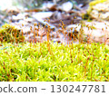 森林中的苔蘚（Hypnosis gracilis） 130247781