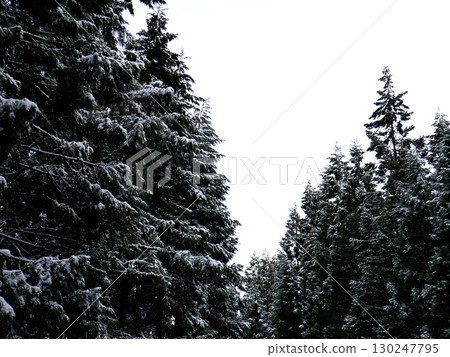 雪松和天空 130247795