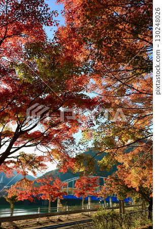 A bridge over Lake Tanzawa with autumn leaves 130248026