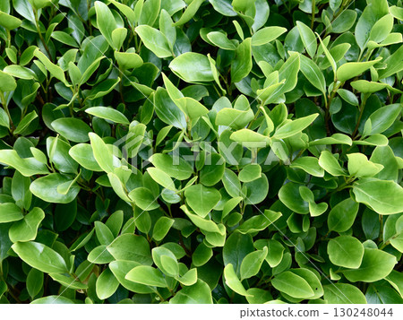 A dense cluster of Eugenia myrtifolia leaves fills the frame. The light green leaves are glossy and healthy, creating a lush and vibrant texture. Natural sunlight illuminates the foliage. A dense cluster of Eugenia myrtifolia leaves fills the frame. The light green leaves are glossy and healthy, creating a lush and vibrant texture. Natural sunlight illuminates the foliage. 130248044