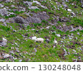 Two sheep are grazing in the Gap of Dunloe, Ireland. The animals are on a rocky hillside with lush green grass. Grey rocks and sunny weather can also be seen. 130248048