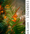 Crocosmia plant blooms with vivid orange petals alongside a lush fern. The greenery provides a backdrop for the flowers, highlighting the contrast of colors in nature. 130248053