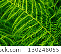 Vibrant green fern fronds unfurl, showcasing intricate details and natural beauty. Perfect for nature-themed designs. 130248055