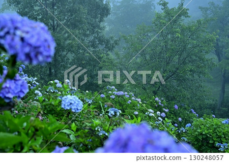 Blooming hydrangeas in Kiri no Miyama Park Blooming hydrangeas in Kiri no Miyama Park 130248057