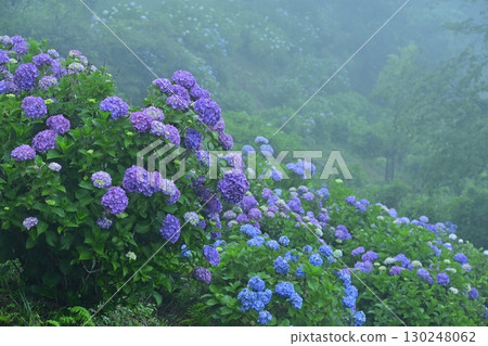 Blooming hydrangeas in Kiri no Miyama Park 130248062