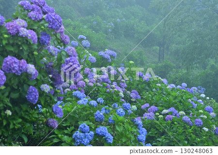 Blooming hydrangeas in Kiri no Miyama Park Blooming hydrangeas in Kiri no Miyama Park 130248063