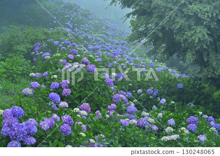 Blooming hydrangeas in Kiri no Miyama Park 130248065