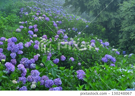霧之深山公園盛開的繡球花 130248067