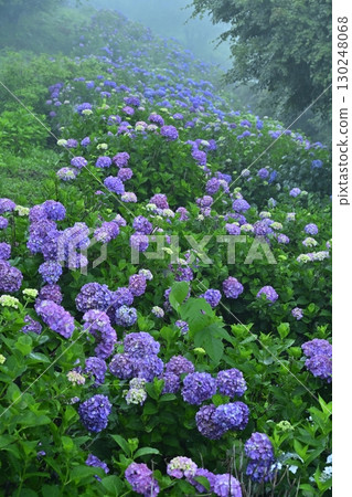霧之深山公園盛開的繡球花 130248068