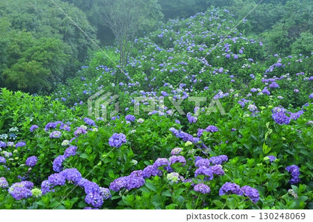 Blooming hydrangeas in Kiri no Miyama Park Blooming hydrangeas in Kiri no Miyama Park 130248069