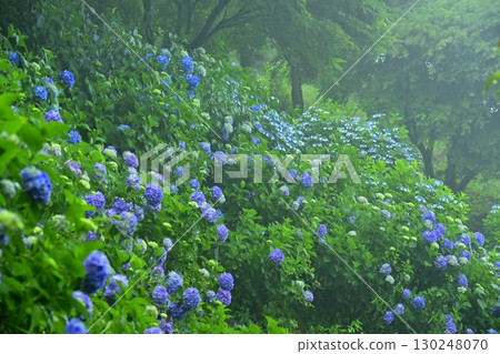Blooming hydrangeas in Kiri no Miyama Park 130248070