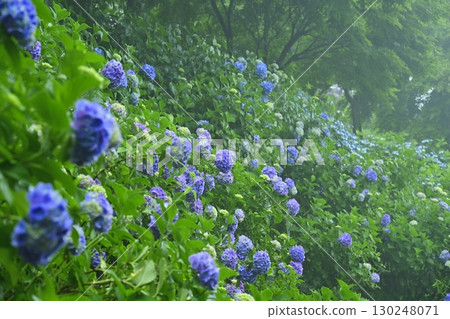 Blooming hydrangeas in Kiri no Miyama Park Blooming hydrangeas in Kiri no Miyama Park 130248071