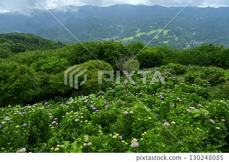 陰雲密佈的美濃山公園盛開的繡球花 130248085