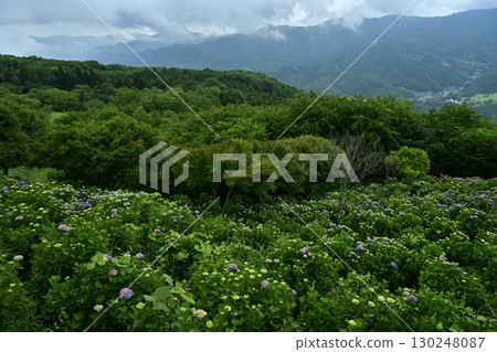 陰雲密佈的美濃山公園盛開的繡球花 130248087