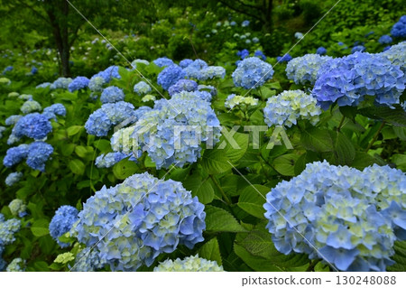 美濃山公園盛開的繡球花 130248088