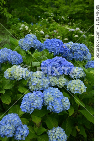美濃山公園盛開的繡球花 130248089