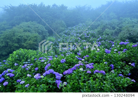 Blooming hydrangeas in Kiri no Miyama Park 130248094