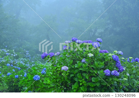 Blooming hydrangeas in Kiri no Miyama Park 130248096