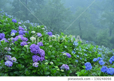 Blooming hydrangeas in Kiri no Miyama Park Blooming hydrangeas in Kiri no Miyama Park 130248098