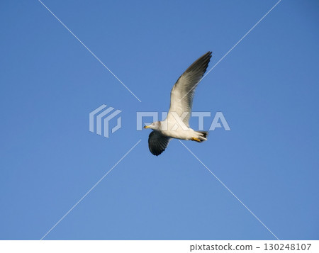 seagull seagull 130248107