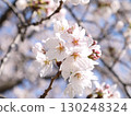 櫻花 130248324