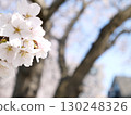 櫻花 130248326